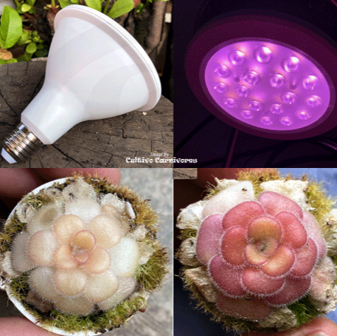 12w PAR38 Full Spectrum LED grow light bulb E27 for sale | Buy carnivorous plants and seeds online @ South Africa's leading online plant nursery, Cultivo Carnivores