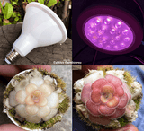 PLANT LIGHTING: 12w PAR38 (Full Spectrum grow light) for sale | Buy carnivorous plants and seeds online @ South Africa's leading online plant nursery, Cultivo Carnivores
