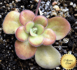 BUTTERWORT (Mexican):  Pinguicula Agnata loc El lobo for sale | Buy carnivorous plants and seeds online @ South Africa's leading online plant nursery, Cultivo Carnivores