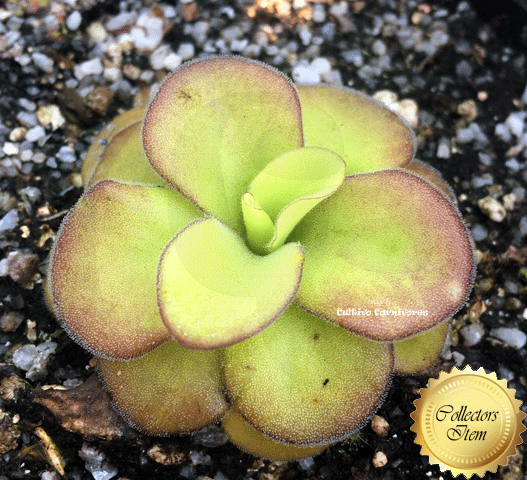 BUTTERWORT (Mexican): Pinguicula Agnata f. red leaf loc El lobo for sale | Buy carnivorous plants and seeds online @ South Africa's leading online plant nursery, Cultivo Carnivores