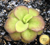 BUTTERWORT (Mexican): Pinguicula Agnata loc El lobo for sale | Buy carnivorous plants and seeds online @ South Africa's leading online plant nursery, Cultivo Carnivores