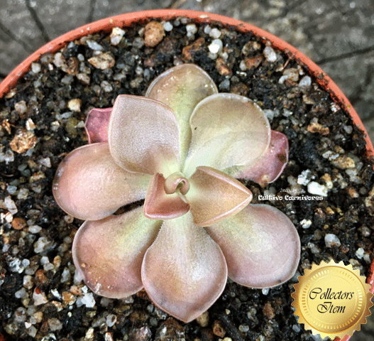 BUTTERWORT (Mexican):  Pinguicula Ehlersiae x Moranensis for sale | Buy carnivorous plants and seeds online @ South Africa's leading online plant nursery, Cultivo Carnivores