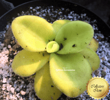 COLLECTORS ITEM 🌟 Pinguicula Gigantea #23 [BCP ID# P484, P527] ex BCP > 📏8-12cm > Exact plant pictured