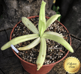 BUTTERWORT (Mexican):  Pinguicula Gigantea x Moctezumae for sale | Buy carnivorous plants and seeds online @ South Africa's leading online plant nursery, Cultivo Carnivores