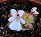 BUTTERWORT (Mexican):  Pinguicula Gracilis for sale | Buy carnivorous plants and seeds online @ South Africa's leading online plant nursery, Cultivo Carnivores