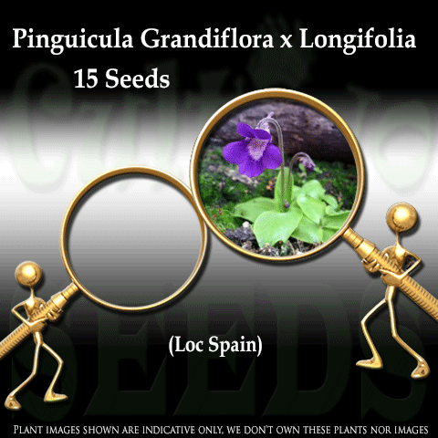Seeds - Pinguicula Grandiflora x Longifolia subsp longifolia for sale | Buy carnivorous plants and seeds online @ South Africa's leading online plant nursery, Cultivo Carnivores
