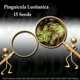SEEDS: Butterwort > Pinguicula Lusitanica (Warm temperate) for sale | Buy carnivorous plants and seeds online @ South Africa's leading online plant nursery, Cultivo Carnivores