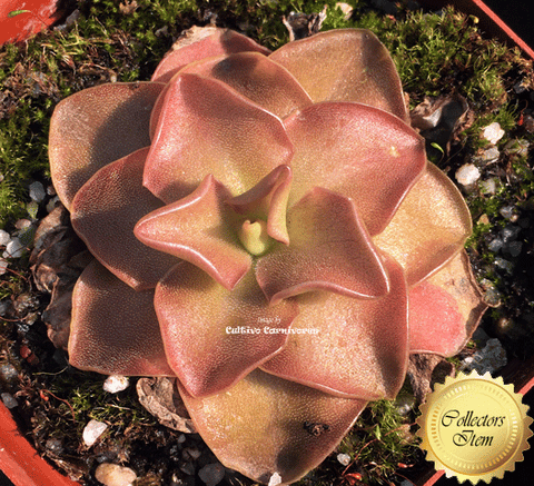 BUTTERWORT (Mexican): Pinguicula Ehlersiae x Moranensis for sale | Buy carnivorous plants and seeds online @ South Africa's leading online plant nursery, Cultivo Carnivores