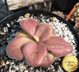 COLLECTORS ITEM 🌟 Pinguicula aff. Agnata #CC68 Seed grown * Near flowering size > Exact plant pictured