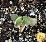 BUTTERWORT (Temperate): Pinguicula Fiorii x Grandiflora var rosea for sale | Buy carnivorous plants and seeds online @ South Africa's leading online plant nursery, Cultivo Carnivores