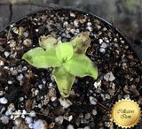 BUTTERWORT (Temperate):  Pinguicula Macroceras loc Japan for sale | Buy carnivorous plants and seeds online @ South Africa's leading online plant nursery, Cultivo Carnivores