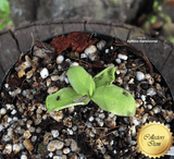 BUTTERWORT (Temperate):  Pinguicula Macroceras loc USA for sale | Buy carnivorous plants and seeds online @ South Africa's leading online plant nursery, Cultivo Carnivores