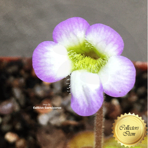 Pinguicula martinezii flower – for reference only, grown at Cultivo Carnivores to show expected bloom