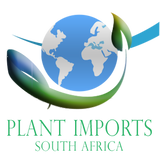 SEEDS: Trumpet Pitcher Plant > Sarracenia Flava var cuprea MK F 10 (x self)