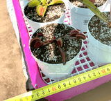 DRAINAGE TRAY with removable grid insert * Various colours - Limited release!