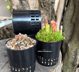 POTS & PLANTERS: Specialised Net Pots * 8cm * Black