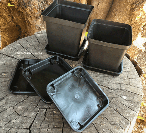 Square trays for plastic plant pots for sale * Buy online now @ www.cultivocarnivores.com * South Africa