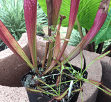 SERVICES:  Custom Containers & Repotting service for sale | Buy carnivorous plants and seeds online @ South Africa's leading online plant nursery, Cultivo Carnivores