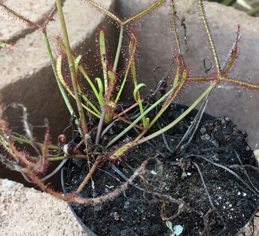 SERVICES:  Custom Containers & Repotting service for sale | Buy carnivorous plants and seeds online @ South Africa's leading online plant nursery, Cultivo Carnivores