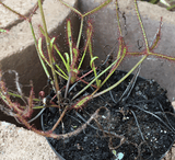 SERVICES:  Custom Containers & Repotting service for sale | Buy carnivorous plants and seeds online @ South Africa's leading online plant nursery, Cultivo Carnivores