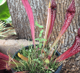SERVICES:  Custom Containers & Repotting service for sale | Buy carnivorous plants and seeds online @ South Africa's leading online plant nursery, Cultivo Carnivores