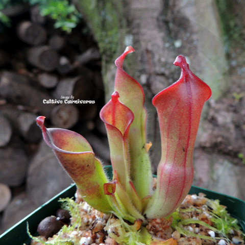 SUNPITCHER: Heliamphora Heterodoxa x Minor for sale | Buy carnivorous plants and seeds online @ South Africa's leading online plant nursery, Cultivo Carnivores