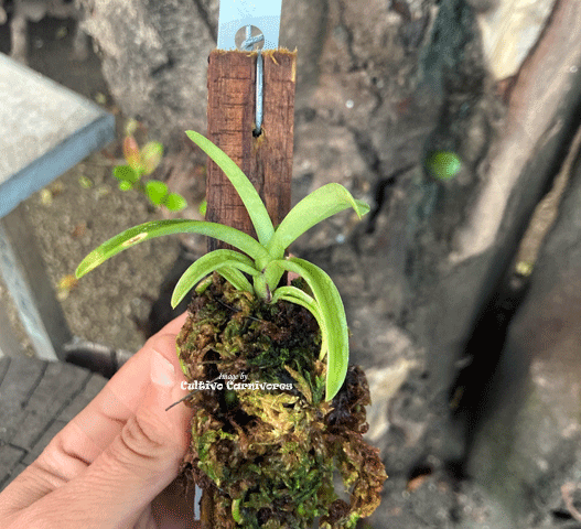 MINI ORCHIDS FOR TERRARIUMS:  Sarcochilus