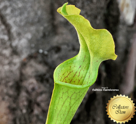 ULTRA RARE! TRUMPET PITCHER:  Sarracenia Rubra ssp alabamensis