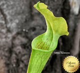 RARE! TRUMPET PITCHER:  Sarracenia Rubra ssp alabamensis