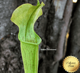 RARE! TRUMPET PITCHER:  Sarracenia Rubra ssp alabamensis
