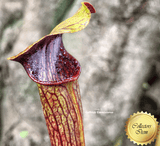 TRUMPET PITCHER:  Sarracenia Alata Deep maroon throat ex J. Welham for sale | Buy carnivorous plants and seeds online @ South Africa's leading online plant nursery, Cultivo Carnivores