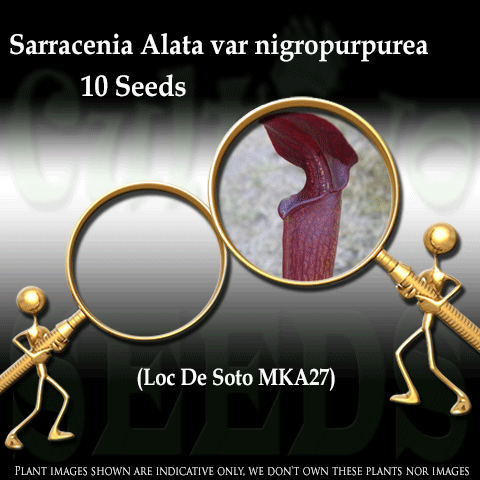 SEEDS: Trumpet Pitcher > Sarracenia Alata var nigropurpurea loc De Soto, MK A27 x self