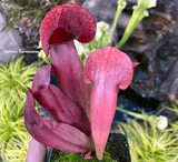 TRUMPET PITCHER: Sarracenia Barbapapa (Special Hybrid) for sale | Buy carnivorous plants and seeds online @ South Africa's leading online plant nursery, Cultivo Carnivores