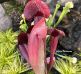 TRUMPET PITCHER: Sarracenia Barbapapa (Special Hybrid) for sale | Buy carnivorous plants and seeds online @ South Africa's leading online plant nursery, Cultivo Carnivores