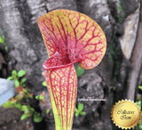 TRUMPET PITCHER:  Sarracenia xCatesbaei (JH 05)