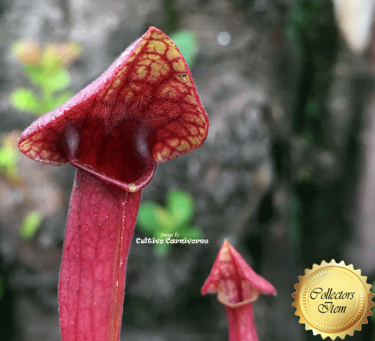 TRUMPET PITCHER: Sarracenia x Catesbaei (Special Hybrid) for sale | Buy carnivorous plants and seeds online @ South Africa's leading online plant nursery, Cultivo Carnivores