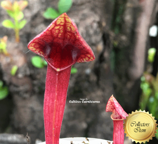 TRUMPET PITCHER: Sarracenia x Catesbaei (Special Hybrid) for sale | Buy carnivorous plants and seeds online @ South Africa's leading online plant nursery, Cultivo Carnivores