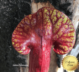 TRUMPET PITCHER: Sarracenia x Catesbaei (Red Pitchers) ex C Klein for sale | Buy carnivorous plants and seeds online @ South Africa's leading online plant nursery, Cultivo Carnivores