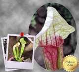 COLLECTORS ITEM:  Sarracenia EVA > Exact plant pictured for sale | Buy carnivorous plants and seeds online @ South Africa's leading online plant nursery, Cultivo Carnivores
