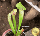 COLLECTORS ITEM:  Sarracenia EVA > Exact plant pictured for sale | Buy carnivorous plants and seeds online @ South Africa's leading online plant nursery, Cultivo Carnivores