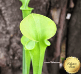 TRUMPET PITCHER: Sarracenia Flava Fat Pitchers CT06 for sale | Buy carnivorous plants and seeds online @ South Africa's leading online plant nursery, Cultivo Carnivores