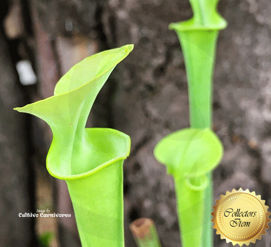 TRUMPET PITCHER: Sarracenia Flava Fat Pitchers CT06 for sale | Buy carnivorous plants and seeds online @ South Africa's leading online plant nursery, Cultivo Carnivores