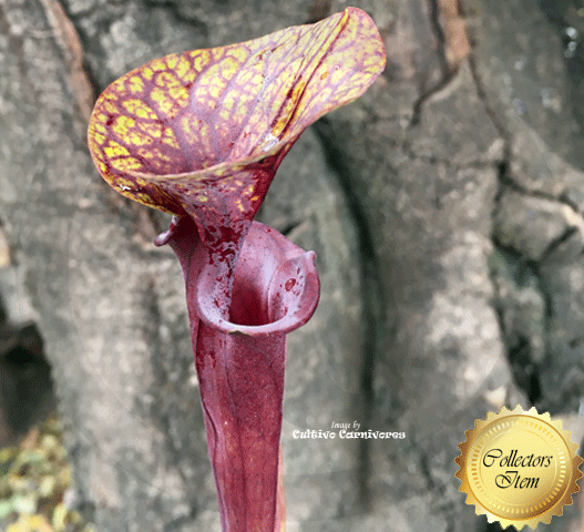 TRUMPET PITCHER: Sarracenia Flava var atropurpurea loc Blackwater, NF for sale | Buy carnivorous plants and seeds online @ South Africa's leading online plant nursery, Cultivo Carnivores