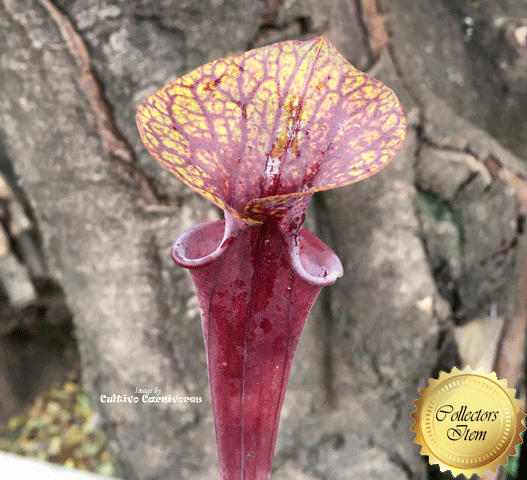 TRUMPET PITCHER: Sarracenia Flava var atropurpurea loc Blackwater, NF for sale | Buy carnivorous plants and seeds online @ South Africa's leading online plant nursery, Cultivo Carnivores