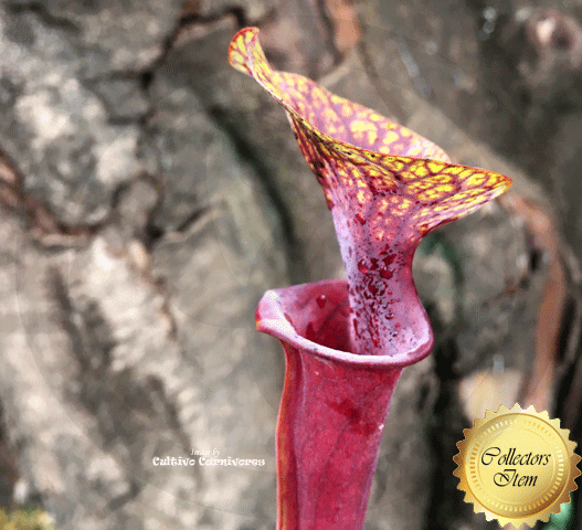 TRUMPET PITCHER: Sarracenia Flava var atropurpurea loc Blackwater, NF for sale | Buy carnivorous plants and seeds online @ South Africa's leading online plant nursery, Cultivo Carnivores