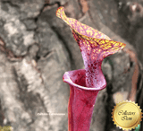 TRUMPET PITCHER: Sarracenia Flava var atropurpurea loc Blackwater, NF for sale | Buy carnivorous plants and seeds online @ South Africa's leading online plant nursery, Cultivo Carnivores