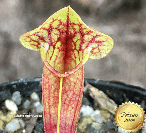 TRUMPET PITCHER: Sarracenia x Catesbaei (Seed grown) for sale | Buy carnivorous plants and seeds online @ South Africa's leading online plant nursery, Cultivo Carnivores