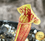 TRUMPET PITCHER: Sarracenia x Catesbaei (Seed grown) for sale | Buy carnivorous plants and seeds online @ South Africa's leading online plant nursery, Cultivo Carnivores