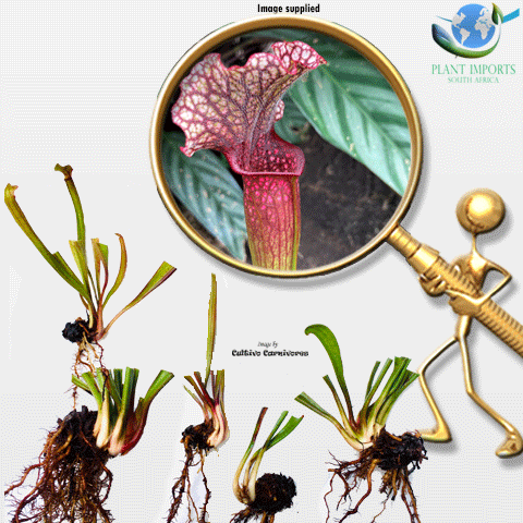 EARLY ACCESS > Sarracenia cv Judith Hindle * L