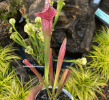 TRUMPET PITCHER: Sarracenia Juthatip Soper (Special Hybrid) for sale | Buy carnivorous plants and seeds online @ South Africa's leading online plant nursery, Cultivo Carnivores